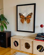 BUTTERFLY WALL ART PRINT "NYXIA"