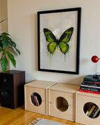 BUTTERFLY WALL ART PRINT "ISOLDE"
