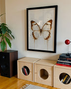 BUTTERFLY WALL ART PRINT "CALISTA"